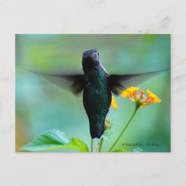 Postal ¡Sólo Hummin' By para decir Hola! (Anverso)