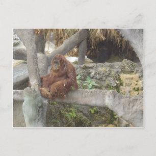 Postal Sólo me estoy quedando en casa