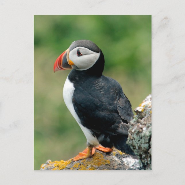 Postal Solo Puffin (Anverso)