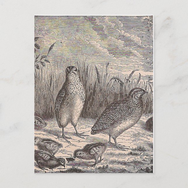 Postal Solo Quail (Anverso)