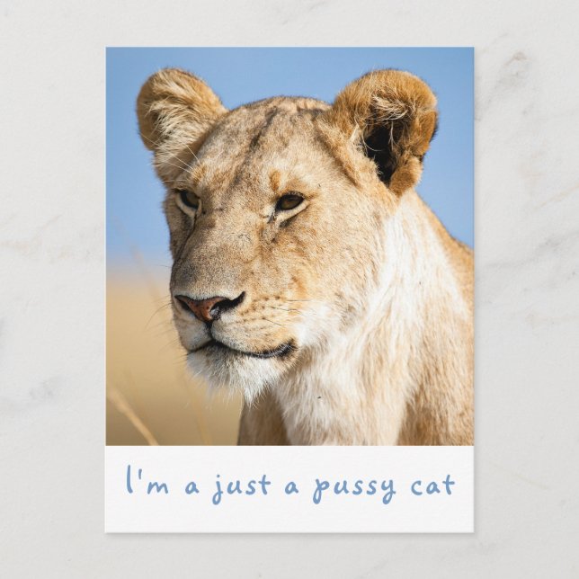 Postal Solo soy una foto de un león de gato con texto (Anverso)