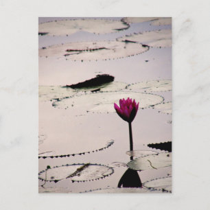 Postal Solo-tus   Camboya