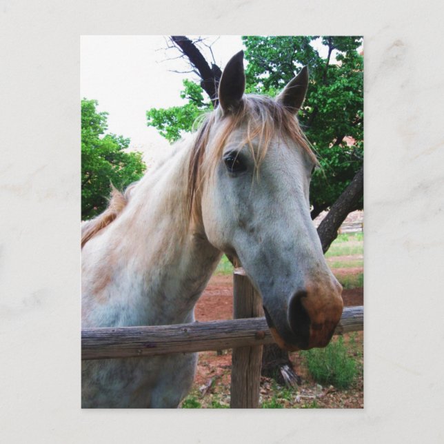 Postal Sombra (Anverso)