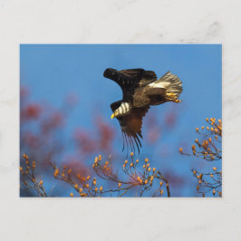 Postal Sombra de alas