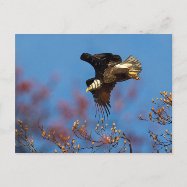 Postal Sombra de alas (Anverso)