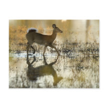 Sombra de ciervo de cola blanca