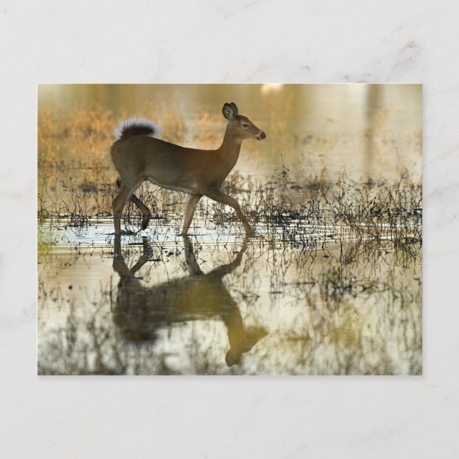 Postal Sombra de ciervo de cola blanca (Anverso)