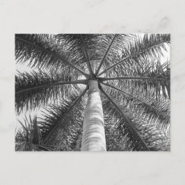 Postal Sombra de palmera de México