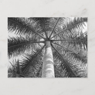 Postal Sombra de palmera de México