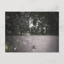 Sombra del tejedor de orb - Foto araña