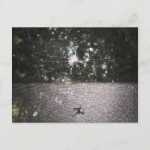Postal Sombra del tejedor de orb - Foto araña