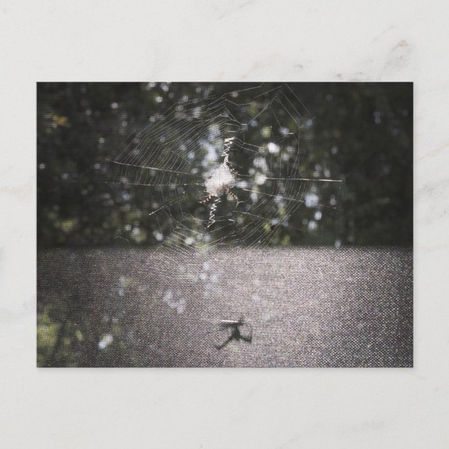 Postal Sombra del tejedor de orb - Foto araña (Anverso)