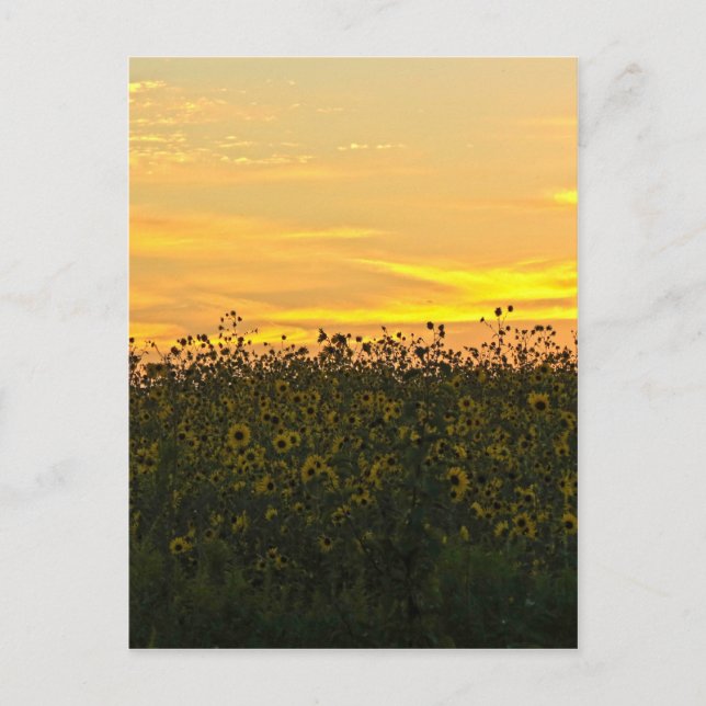 Postal Sombras al atardecer (Anverso)