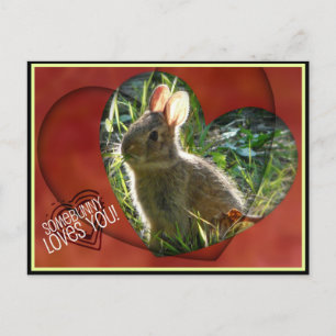 Postal ¡Somebunny Te ama! Bunny Photograph