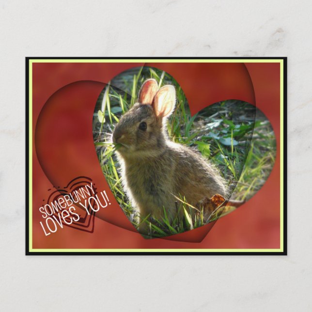 Postal ¡Somebunny Te ama! Bunny Photograph (Anverso)