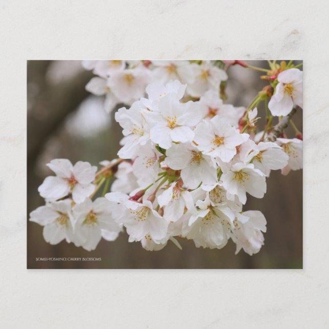 Postal Somei-yoshino: Cherry Blossoms [Postcard] (Anverso)