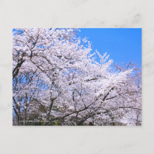 Postal Somei-yoshino: Flores de cerezo [postal]