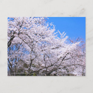Postal Somei-yoshino: Flores de cerezo [postal]