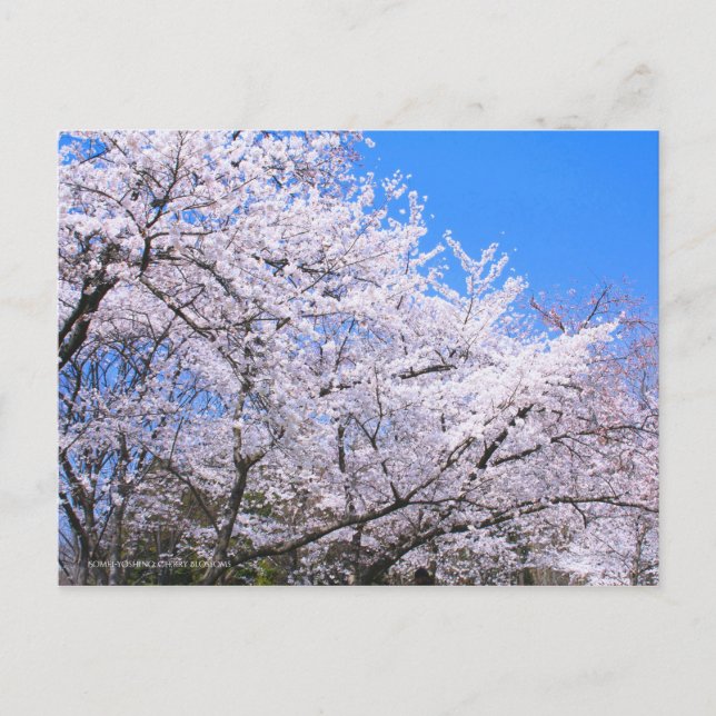 Postal Somei-yoshino: Flores de cerezo [postal] (Anverso)