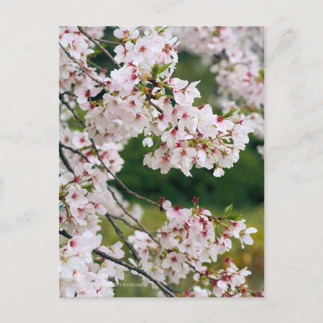 Postal Somei-yoshino: Flores de cerezo [postal] (Anverso)