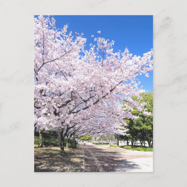Postal Somei-yoshino: Flores de cerezo [postal] (Anverso)