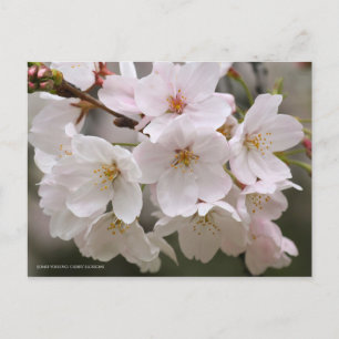 Postal Somei-yoshino: Flores de cerezo [postal]