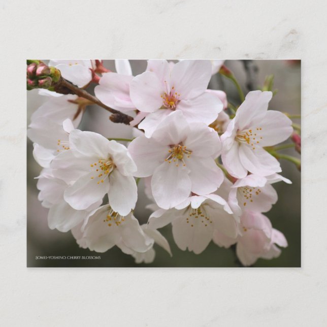 Postal Somei-yoshino: Flores de cerezo [postal] (Anverso)