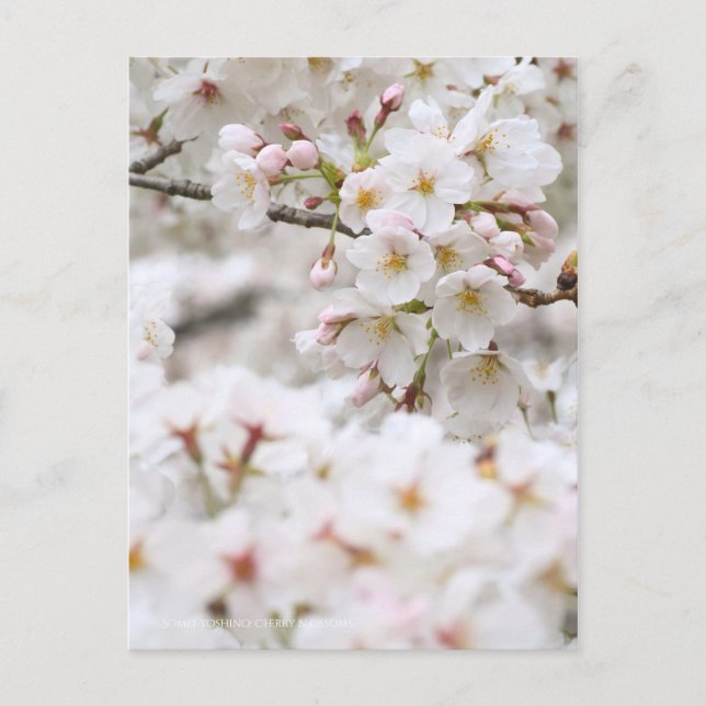 Postal Somei-yoshino: Flores de cerezo [postal] (Anverso)