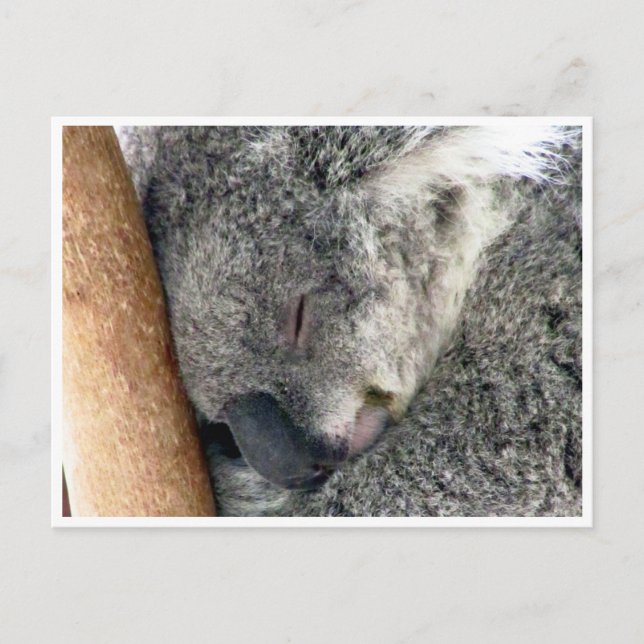 Postal somnoliento de koala (Anverso)