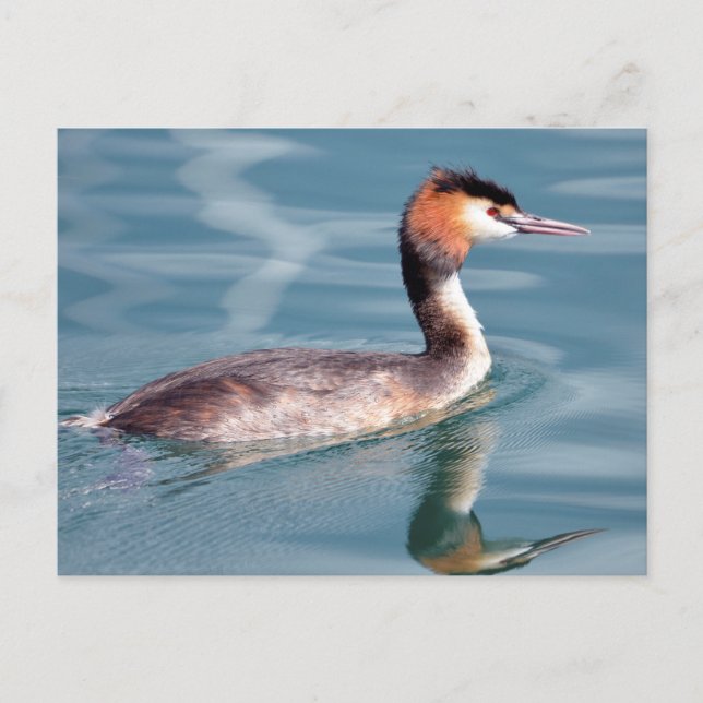 Postal Somormujo lavandera en el agua (Anverso)
