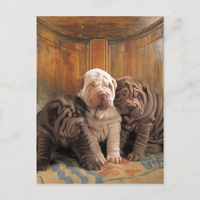 Postal Soñadores Cute Shar pei (Anverso)