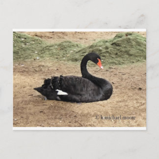 Postal Soñando con el mar