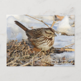 Postal Song Sparrow