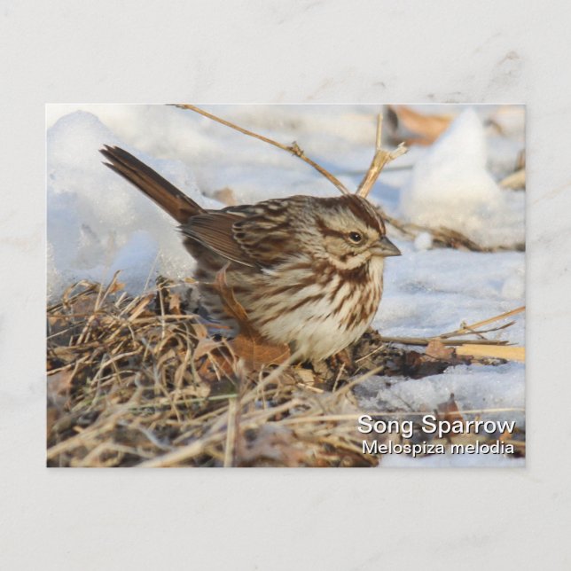 Postal Song Sparrow (Anverso)