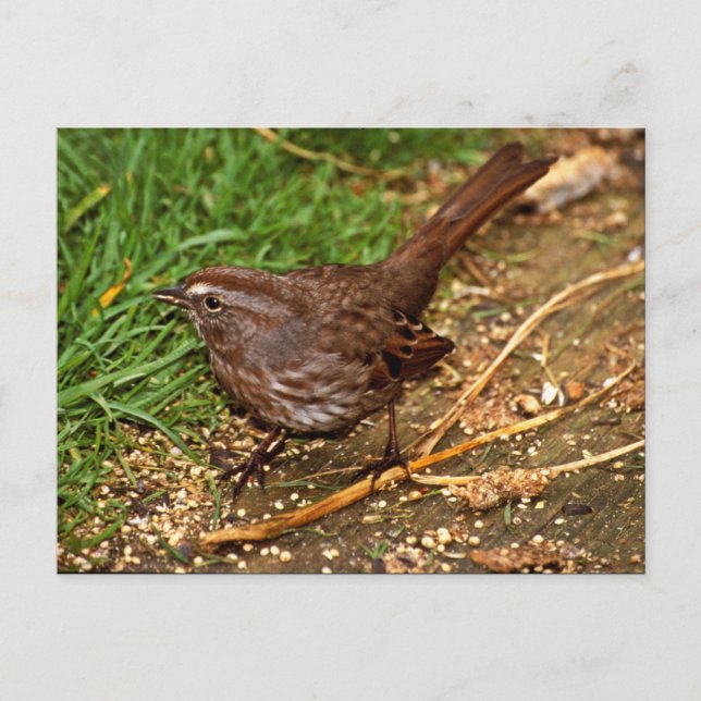 Postal Song Sparrow (Anverso)
