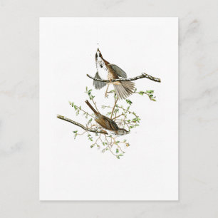 Postal Song Sparrow John James Audubon Birds of America