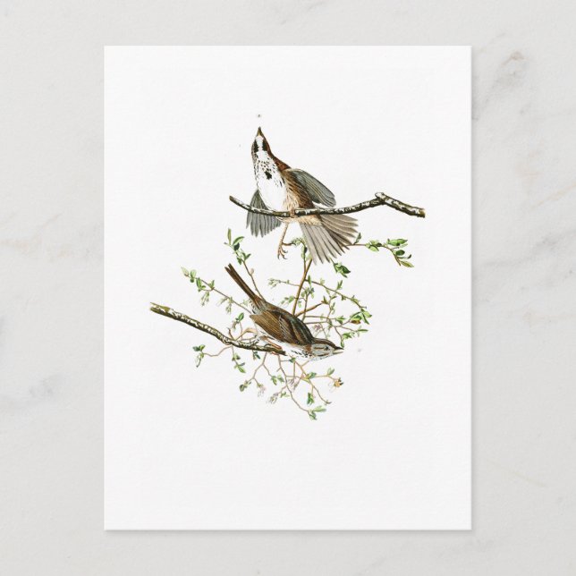 Postal Song Sparrow John James Audubon Birds of America (Anverso)