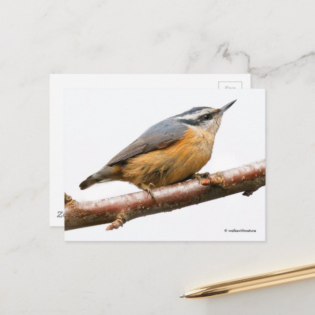 Postal Songbird de paja roja en rama (Anverso/Reverso In Situ)