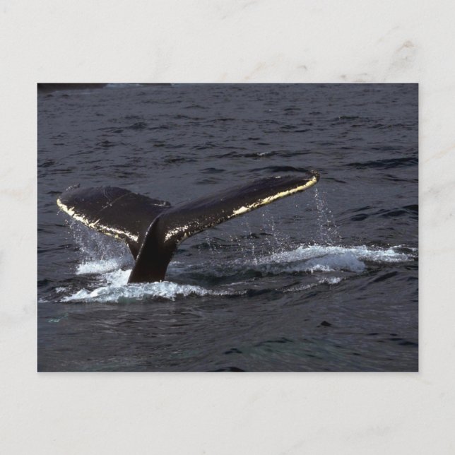 Postal Sonido de ballena jorobada (Aceite de cola)/Ghear (Anverso)