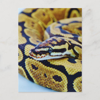 Postal Sonido de Python de bola amarillo y negro