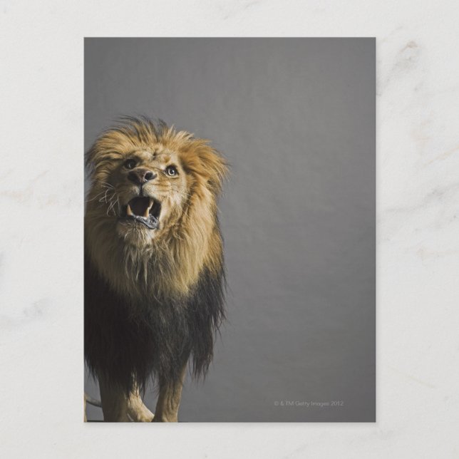 Postal Sonora de leones (Anverso)