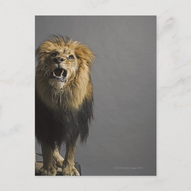 Postal Sonora de leones (Anverso)