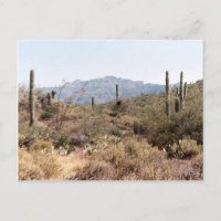 Sonoran Desert Arizona