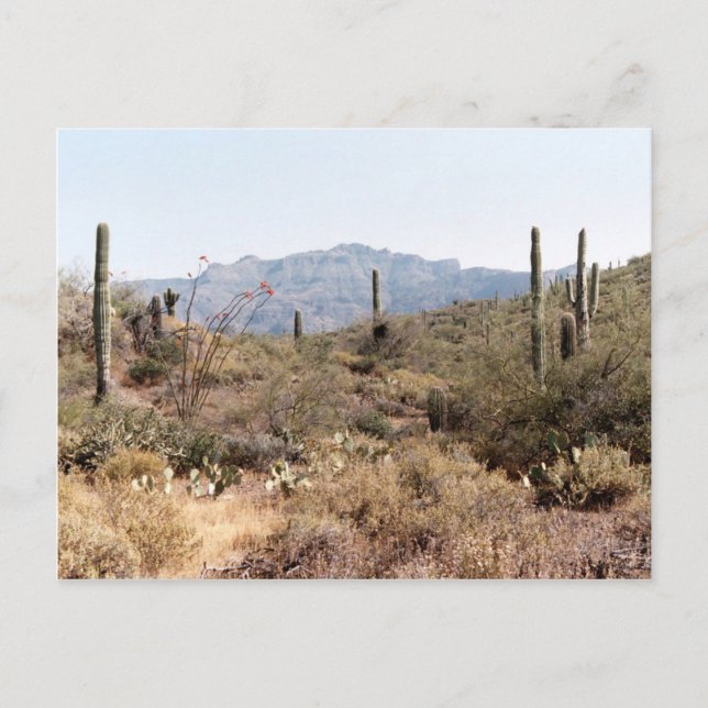 Postal Sonoran Desert Arizona (Anverso)