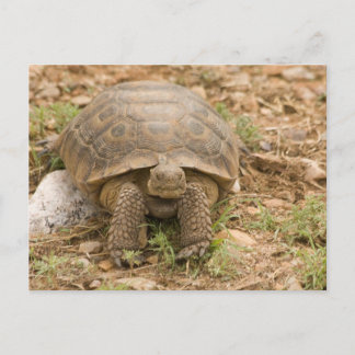 Postal Sonoran Deset Tortoise