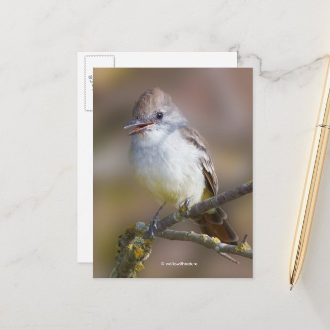 Postal Sonriente ave sonora de flycatcher a ritmo de ceni (Anverso/Reverso In Situ)