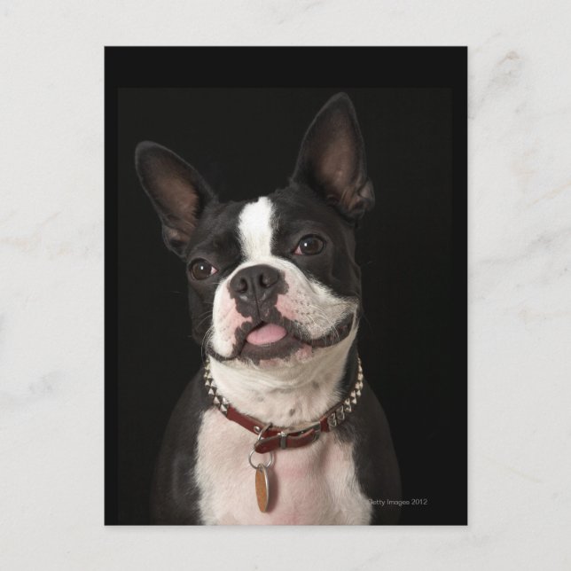 Postal Sonriente Boston terrier con cuello (Anverso)