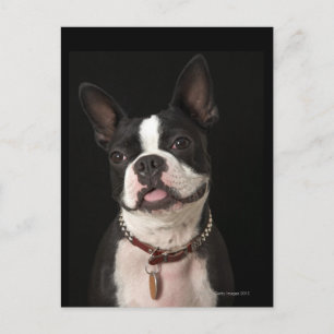 Postal Sonriente Boston terrier con cuello