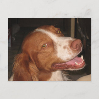 Postal Sonriente Bretaña Spaniel