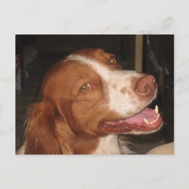 Postal Sonriente Bretaña Spaniel (Anverso)